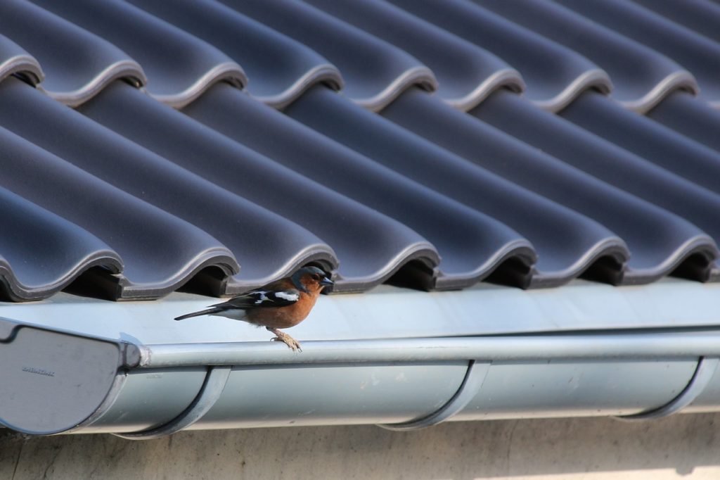 Bird Robin Songbird Garden Nature