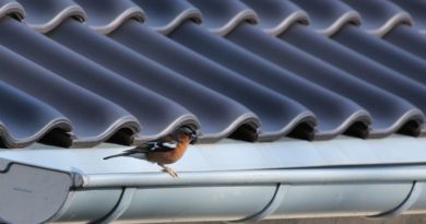 Bird Robin Songbird Garden Nature