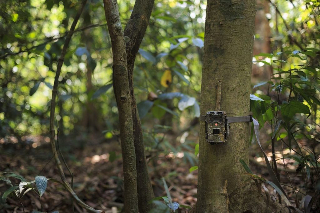 Camera Trap Danger Forest Grass  - weera_20 / Pixabay