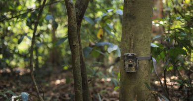 Camera Trap Danger Forest Grass  - weera_20 / Pixabay