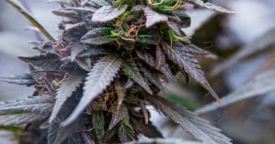 Marijuana Plant Cannabis Weed  - Lothbrok / Pixabay