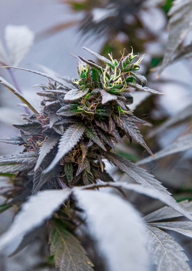 Marijuana Plant Cannabis Weed  - Lothbrok / Pixabay