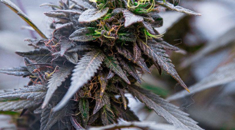 Marijuana Plant Cannabis Weed  - Lothbrok / Pixabay