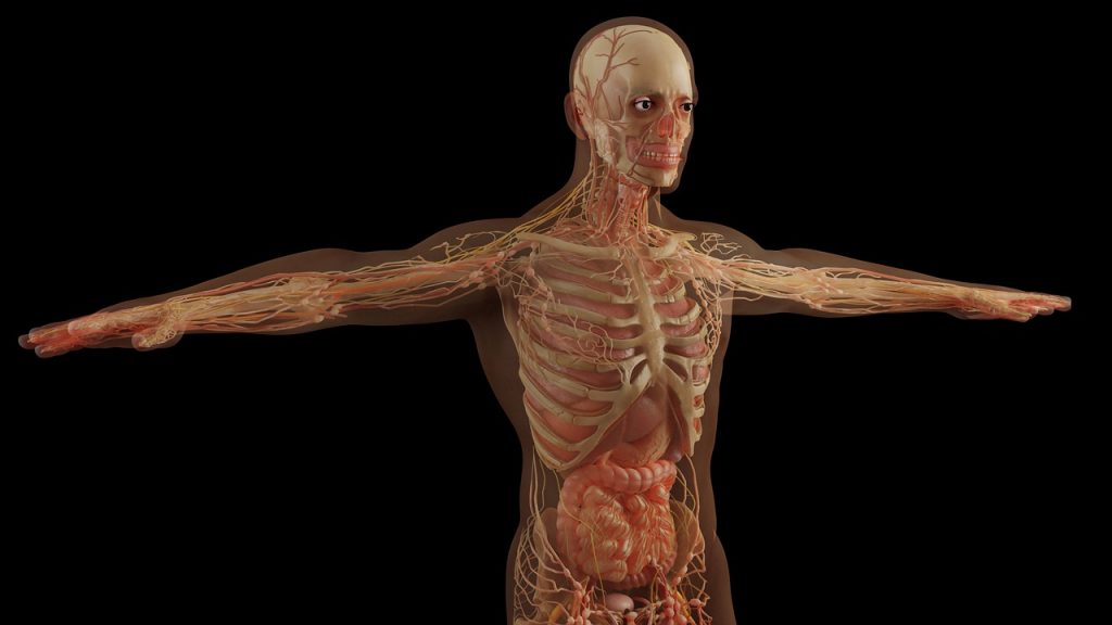 Anatomy Skull Skeleton Muscles  - Monoar_CGI_Artist / Pixabay