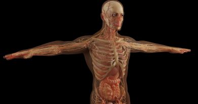 Anatomy Skull Skeleton Muscles  - Monoar_CGI_Artist / Pixabay