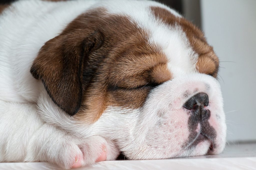 Dog Puppy Pet British Bulldog  - rzierik / Pixabay