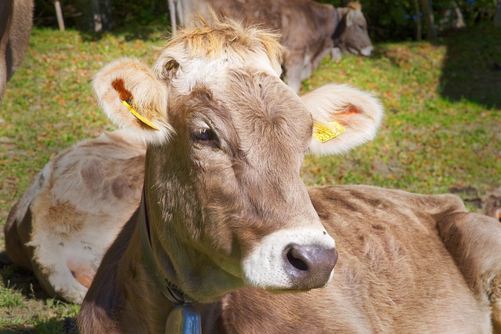 Cow Cattle Brown Young Rest Relax  - b52_Tresa / Pixabay