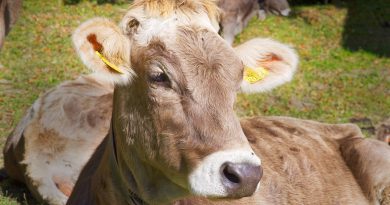 Cow Cattle Brown Young Rest Relax  - b52_Tresa / Pixabay