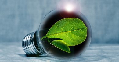 Lightbulb Leaf Chlorophyll Green  - PIRO4D / Pixabay