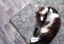 Cat Pet Feline Animal Fur Kitty  - Safron91 / Pixabay