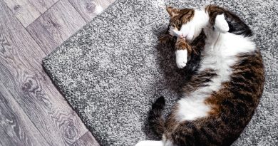 Cat Pet Feline Animal Fur Kitty  - Safron91 / Pixabay