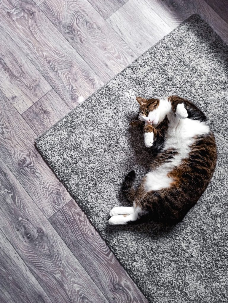 Cat Pet Feline Animal Fur Kitty  - Safron91 / Pixabay