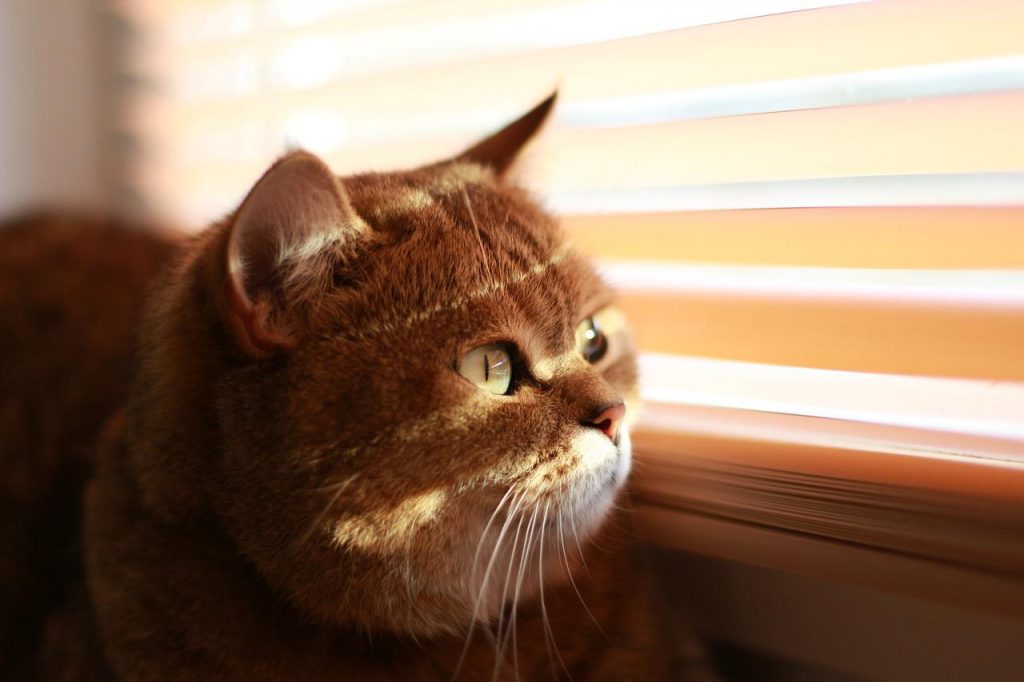 Cat Blinds Sun I Love It  - andriish22 / Pixabay