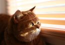 Cat Blinds Sun I Love It  - andriish22 / Pixabay