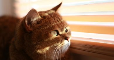 Cat Blinds Sun I Love It  - andriish22 / Pixabay