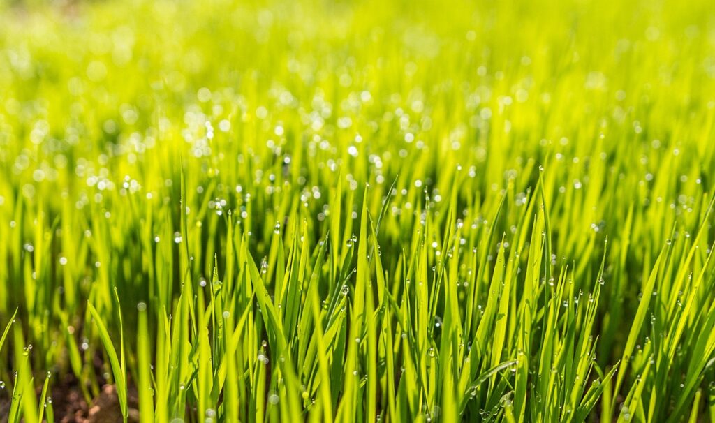 dew, nature, field