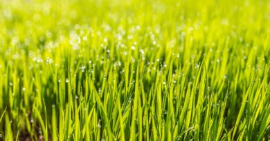 dew, nature, field