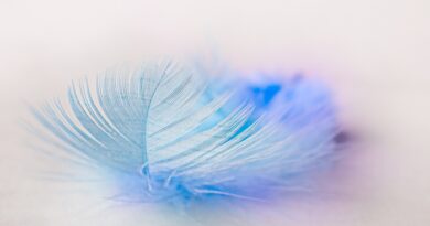 bird feather, feather, plume