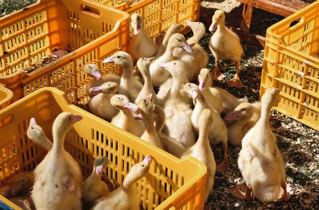 ducklings, birds, crates, market, sale, farm, nature, shopping, animals